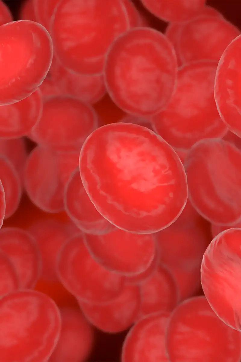 ARNcd-11